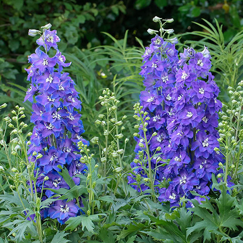 Delphinium Delgenius Glitzy Delphinium Delgenius Glitzy