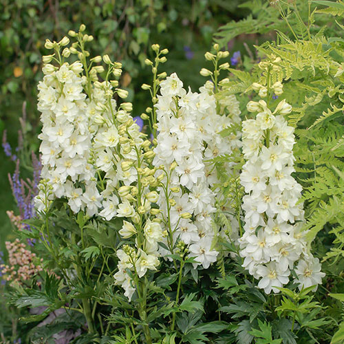 Delphinium Delgenius Neva Delphinium Delgenius Neva