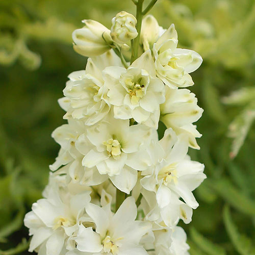 Delphinium Delgenius Neva Delphinium Delgenius Neva