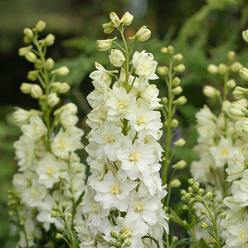 Delphinium Delgenius Neva Delphinium Delgenius Neva