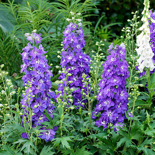 Delphinium Delgenius Collection Delphinium Delgenius Collection