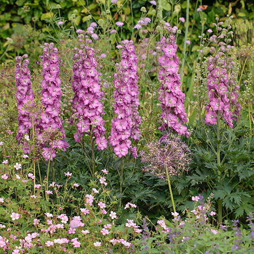 Delphinium Delgenius Collection Delphinium Delgenius Collection