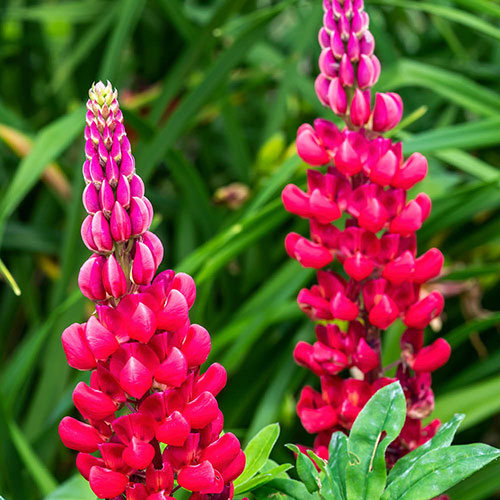 Lupin Beefeater Lupin Beefeater