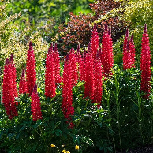 Lupin Beefeater Lupin Beefeater