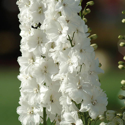 Delphinium Guardian White Delphinium Guardian White