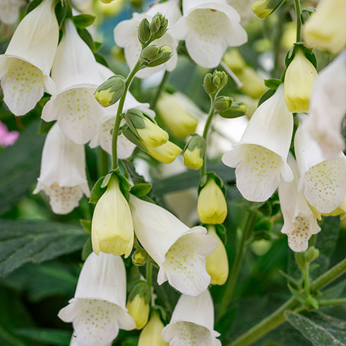 Foxglove Digitalis purpurea Hanabee White Foxglove Digitalis purpurea Hanabee White