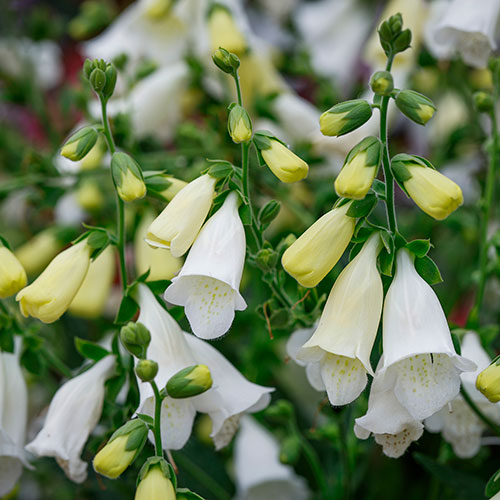 Foxglove Digitalis purpurea Hanabee White Foxglove Digitalis purpurea Hanabee White