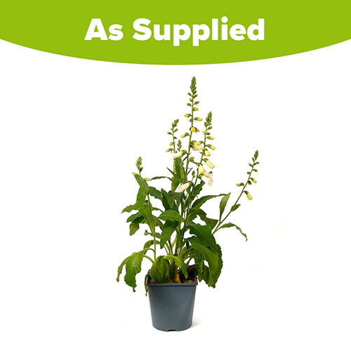 Foxglove Digitalis purpurea Hanabee White Foxglove Digitalis purpurea Hanabee White