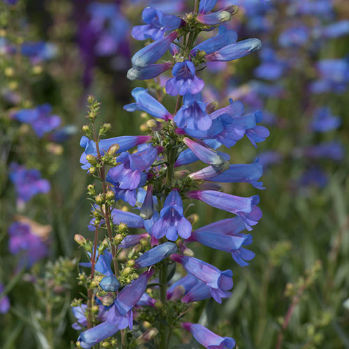 Penstemon Electric Blue Penstemon Electric Blue
