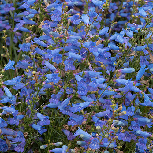 Penstemon Electric Blue Penstemon Electric Blue