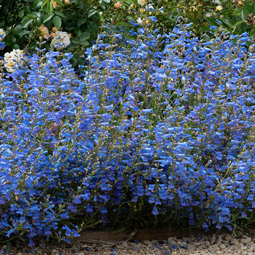 Penstemon Electric Blue Penstemon Electric Blue