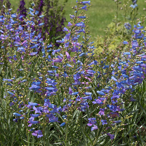 Penstemon Electric Blue Penstemon Electric Blue