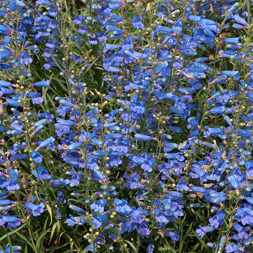 Penstemon Electric Blue Penstemon Electric Blue