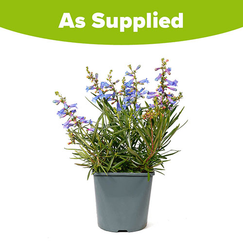 Penstemon Electric Blue Penstemon Electric Blue