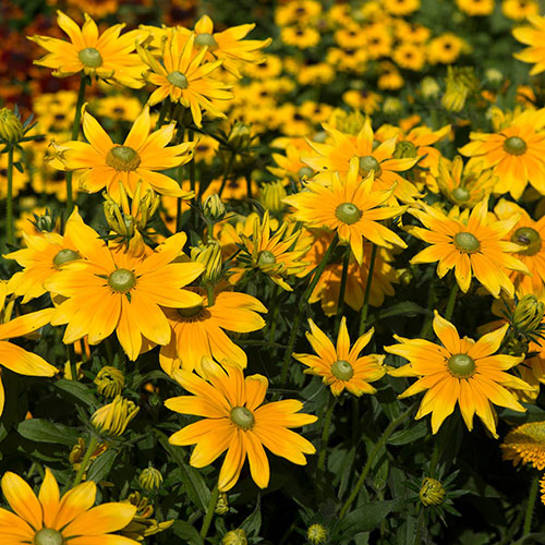 Rudbeckia Prairie Sun
