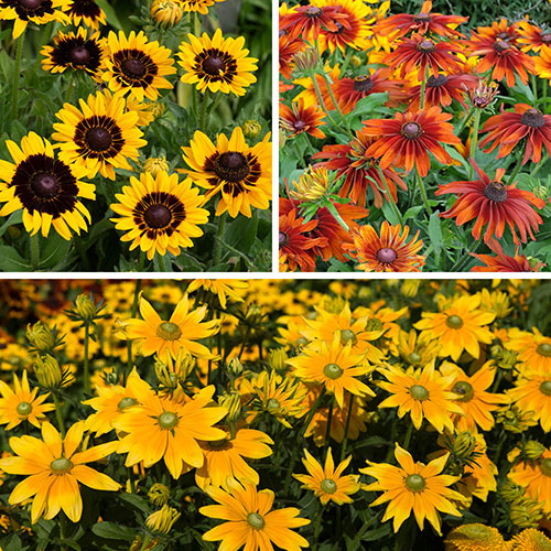 Rudbeckia hirta Collection
