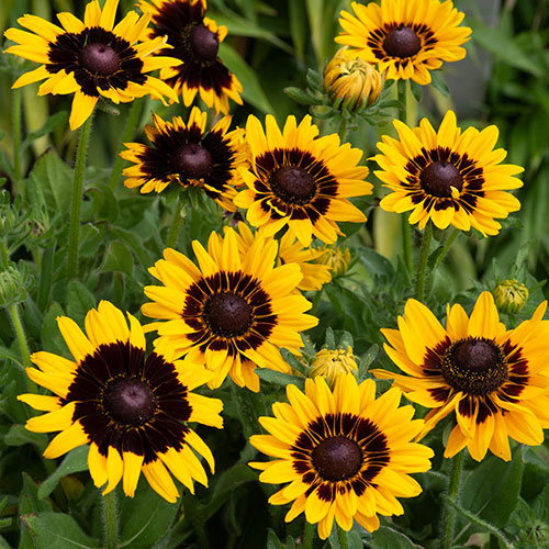 Rudbeckia hirta Collection Rudbeckia hirta Collection