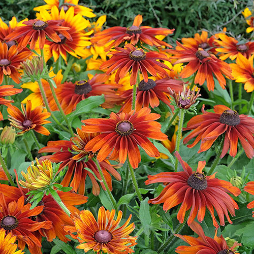 Rudbeckia hirta Collection Rudbeckia hirta Collection