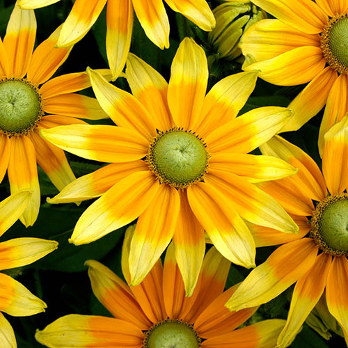 Rudbeckia hirta Collection Rudbeckia hirta Collection