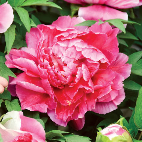 Hardy Peony Collection Hardy Peony Collection