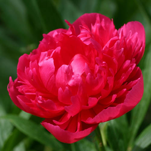 Hardy Peony Collection Hardy Peony Collection