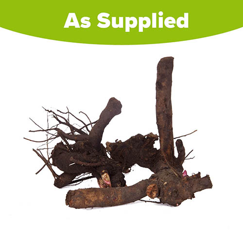 Hardy Peony Collection Hardy Peony Collection