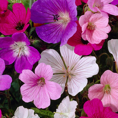 Hardy Geranium Collection Hardy Geranium Collection