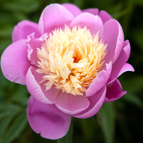 Peony Bowl of Beauty Peony Bowl of Beauty