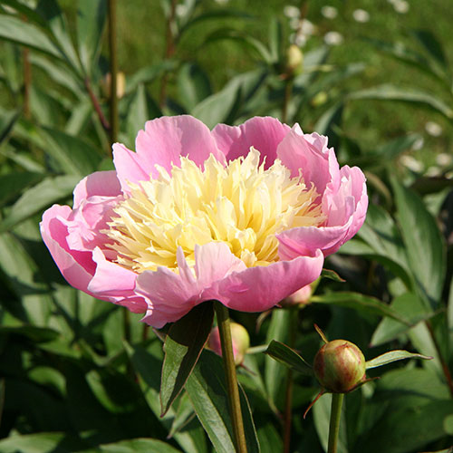 Peony Bowl of Beauty Peony Bowl of Beauty