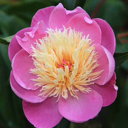 Peony Bowl of Beauty Peony Bowl of Beauty