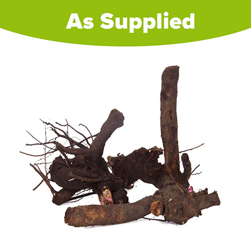 Peony Bowl of Beauty Peony Bowl of Beauty