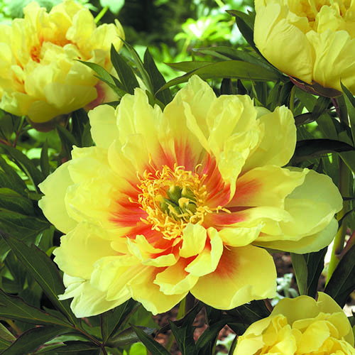 Peony Itoh Bartzella