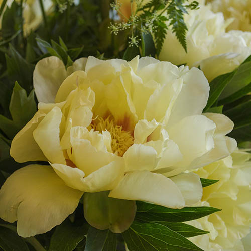 Peony Itoh Bartzella Peony Itoh Bartzella