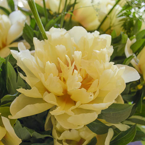 Peony Itoh Bartzella Peony Itoh Bartzella