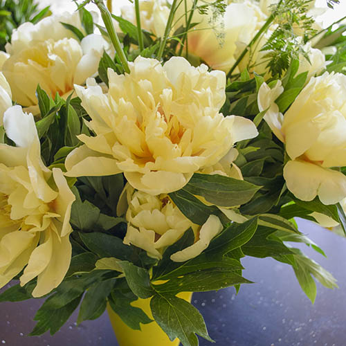 Peony Itoh Bartzella Peony Itoh Bartzella