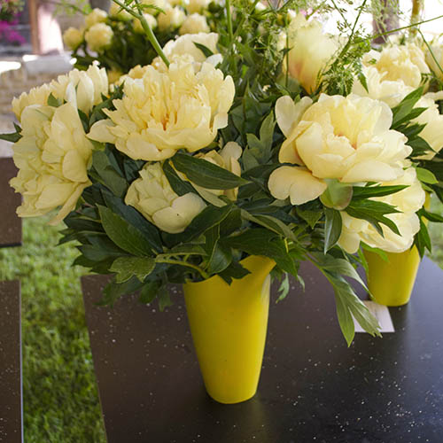 Peony Itoh Bartzella Peony Itoh Bartzella