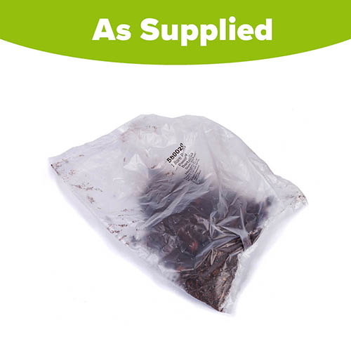 Peony Itoh Bartzella Peony Itoh Bartzella