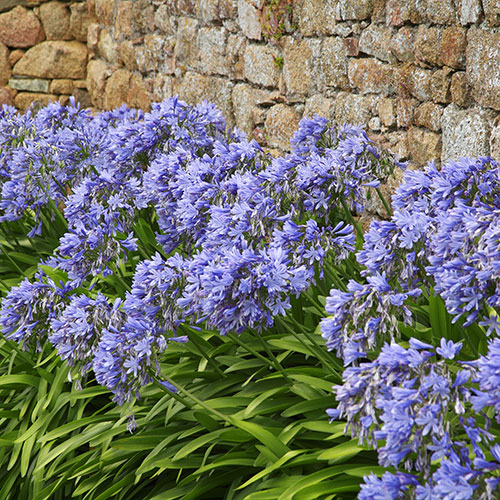 Agapanthus Blue (African Lily) Agapanthus Blue (African Lily)