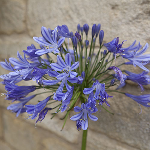 Agapanthus Blue (African Lily) Agapanthus Blue (African Lily)