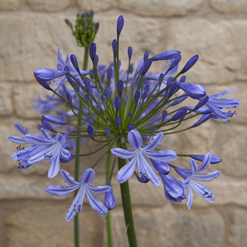 Agapanthus Blue (African Lily) Agapanthus Blue (African Lily)