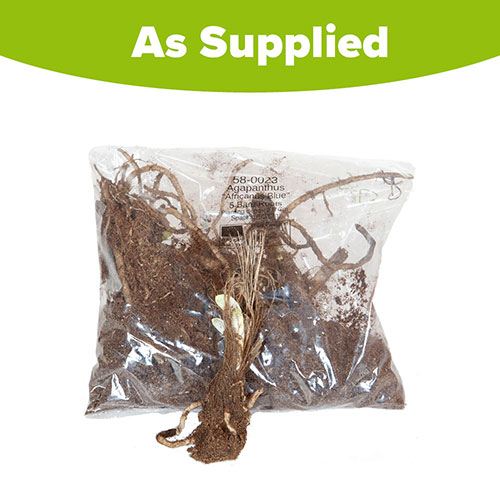 Agapanthus Blue (African Lily) Agapanthus Blue (African Lily)