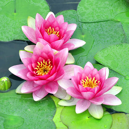 Water Lily Planting Kit Water Lily Planting Kit