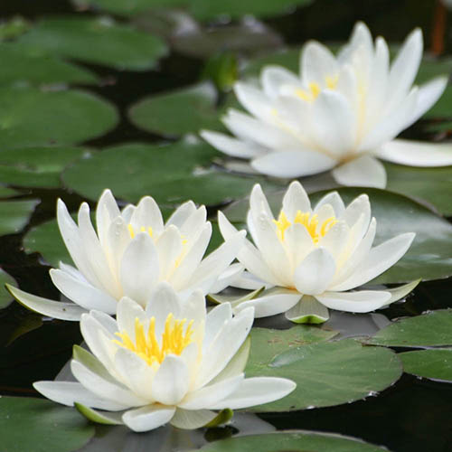 Water Lily Planting Kit - White Water Lily Planting Kit - White