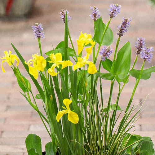 Complete Patio Pond Kit Complete Patio Pond Kit