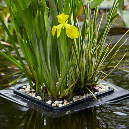 Floating Pond Plant Raft Floating Pond Plant Raft