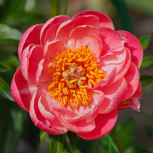 Peony Coral Sunset Peony Coral Sunset