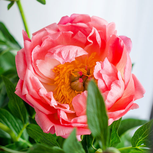 Peony Coral Sunset Peony Coral Sunset