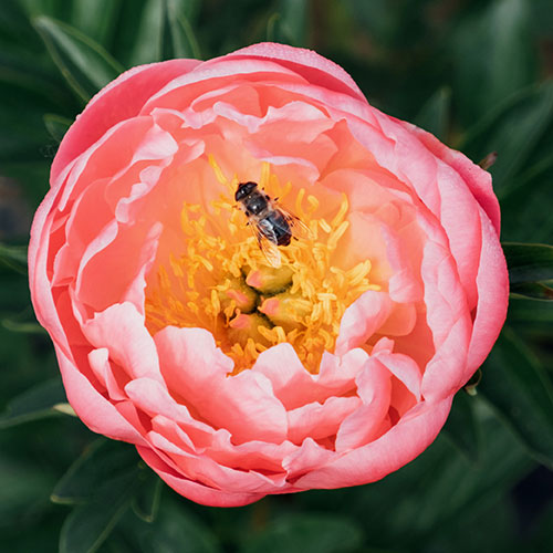 Peony Coral Sunset Peony Coral Sunset