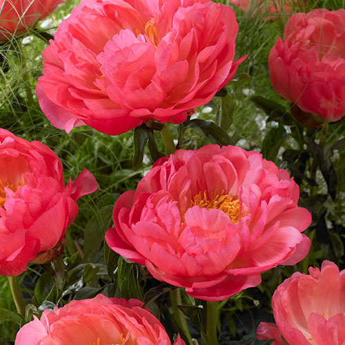 Peony Coral Sunset Peony Coral Sunset