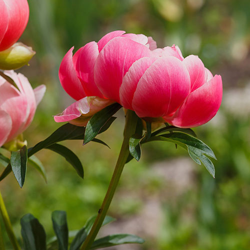 Peony Coral Sunset Peony Coral Sunset